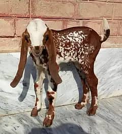 Beetal Male  Goat kid for sale