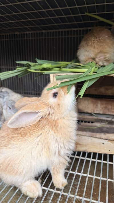 Golden Healthy and Active Pair