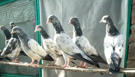 Red eyes baby pigeons for sale