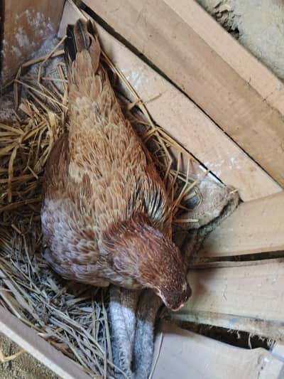 krok murghi whtsap 03361155620