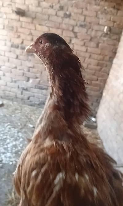 aseel madi for saelee