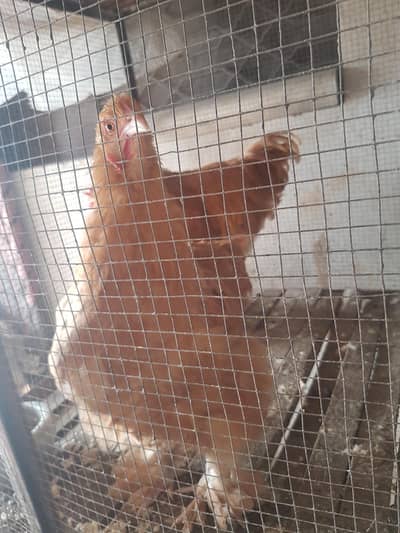 fancy and aseel female hens