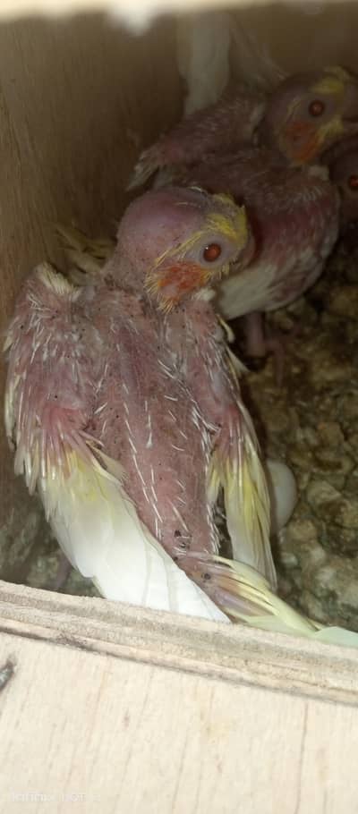 selling cocktail chicks for hand tame purpose