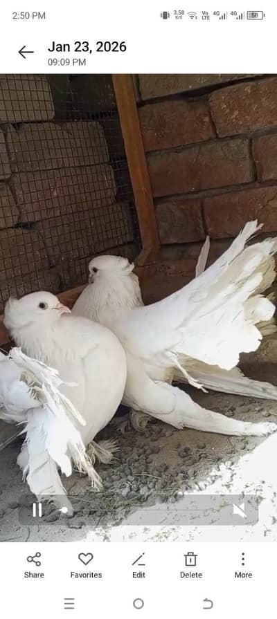 Indian fantail Lucky ka pair