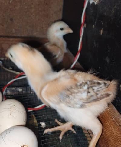 white Hera ka 2  chicks for sale
