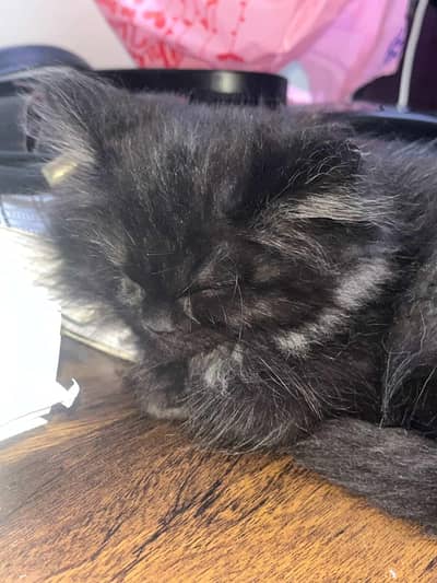 Persian kitten for sale