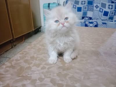 Persian cat triple coat punch face urgently sale