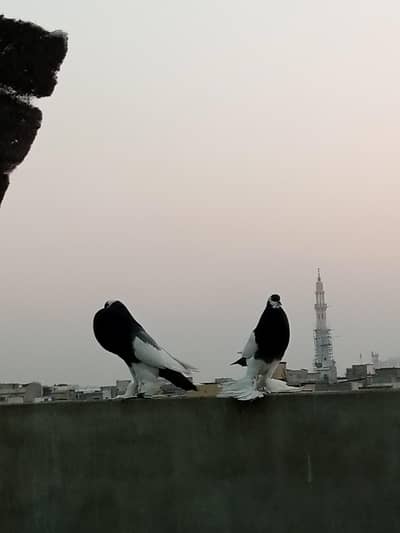 balloon pair for sale