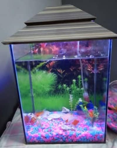Aquarium setup