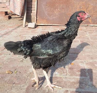 Black Breeder Aseel Female For sale