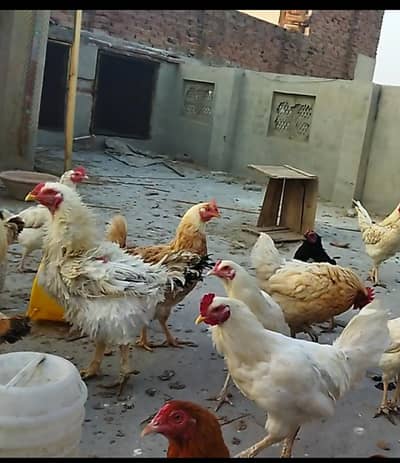 hen avail for sale. Desi, aseel and fancy