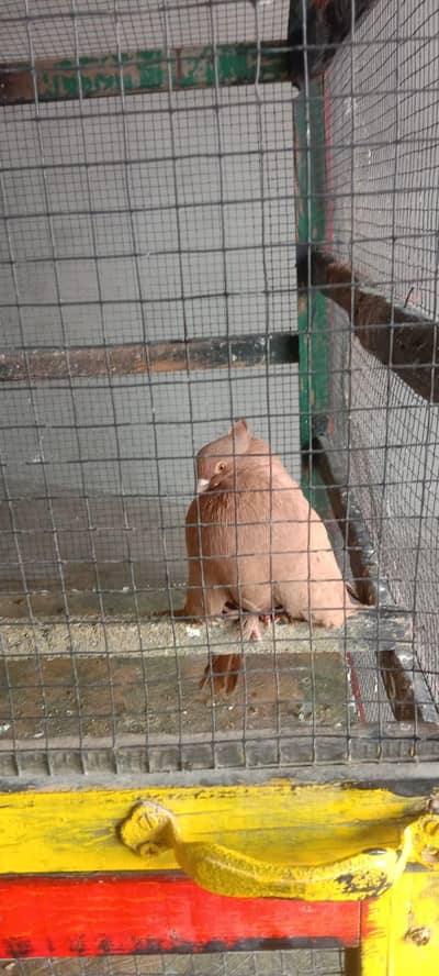 Australian parrots and pigeons with cage