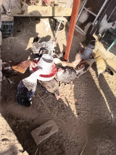 golden misri murgiyan for sale laction jalal pur jattan