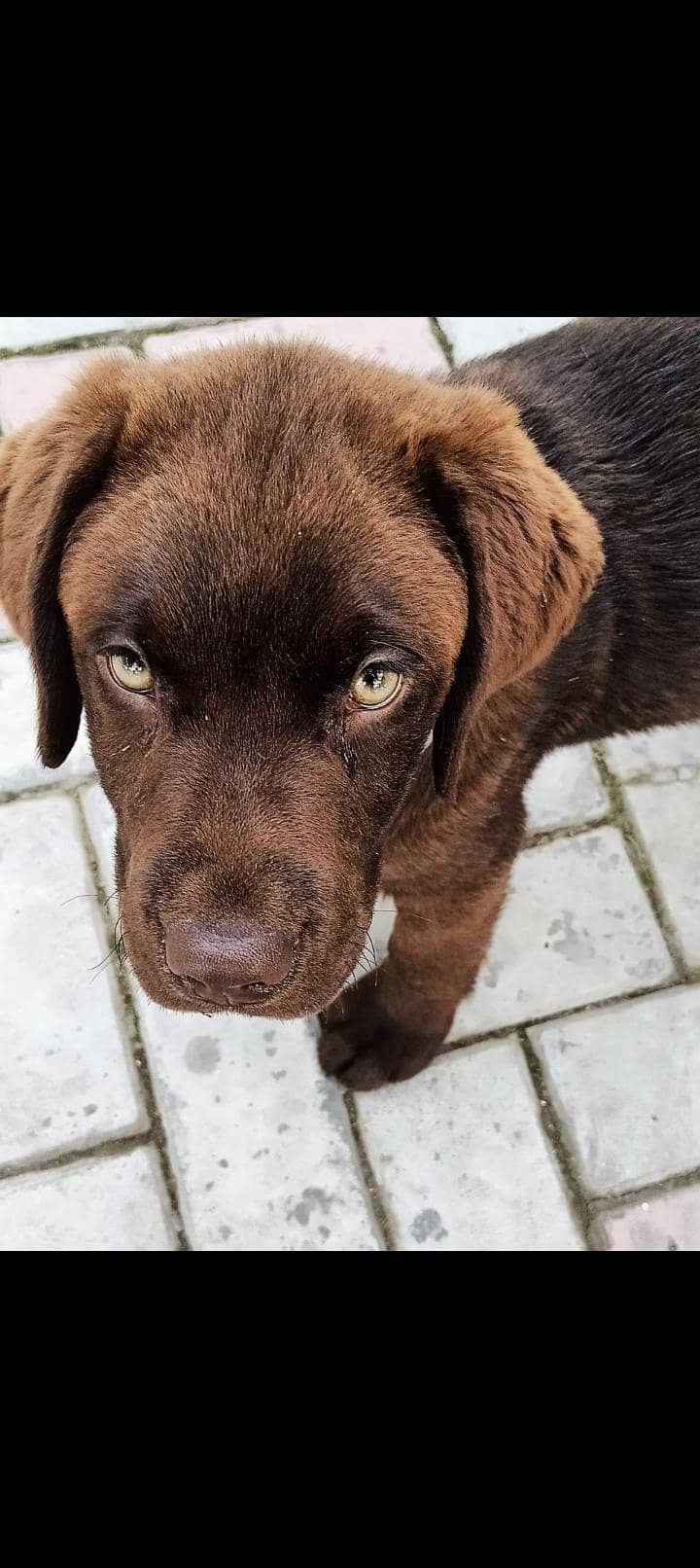 Labrador retriever 1