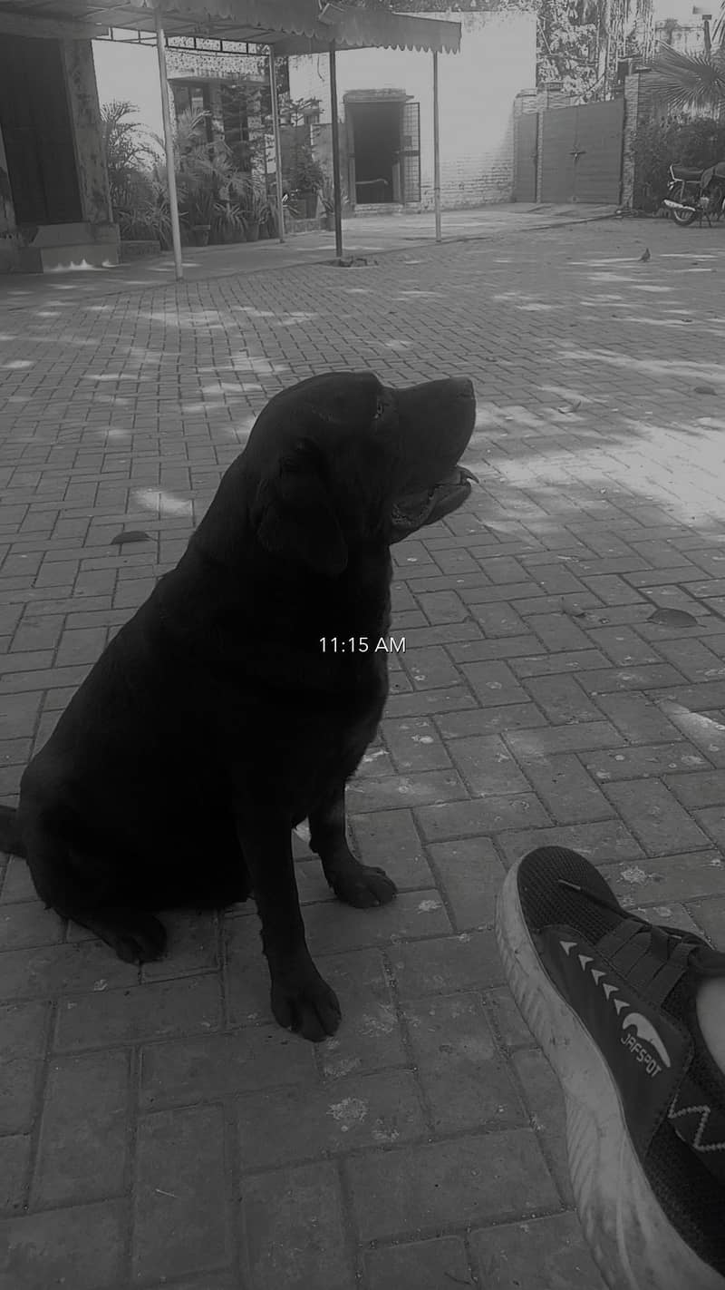 Labrador retriever 2