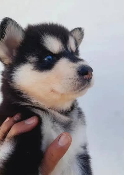 Siberian husky puppy WhatsApp number 0322/63/37/602