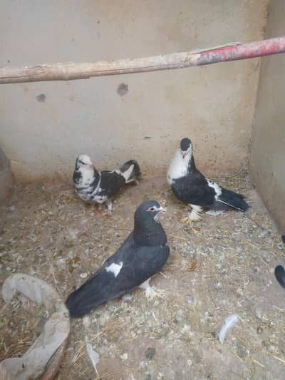 ghoobara and sherazi pigons