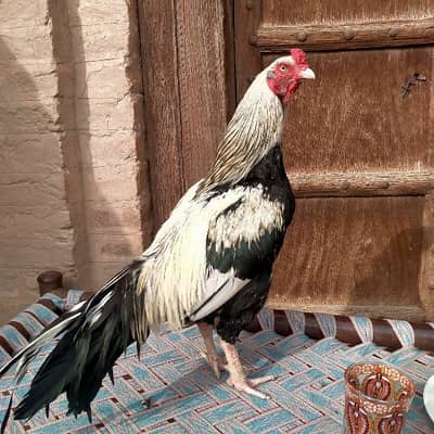 Mianwali mirathi Aseel