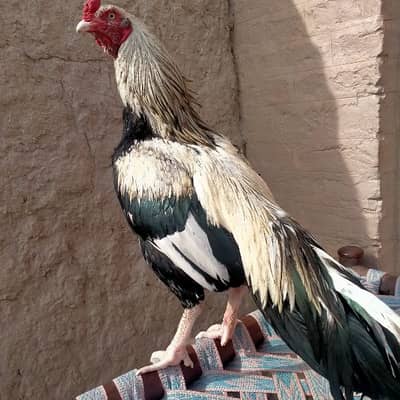 Mianwali mirathi Aseel