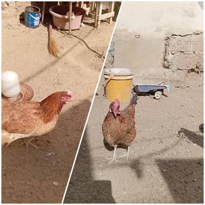 Egg lying Desi Misri Hens for Sale