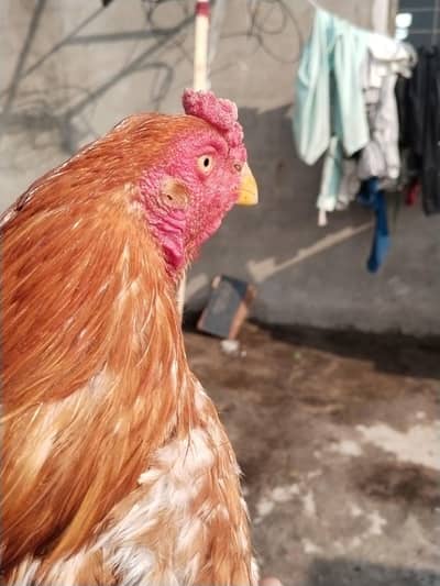 pair sale egg Dara ha