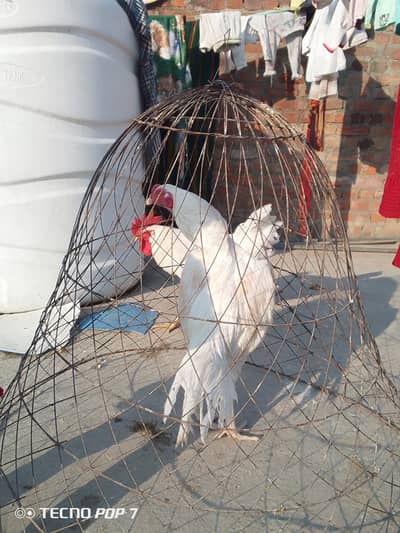 High quality Heera aseel patha