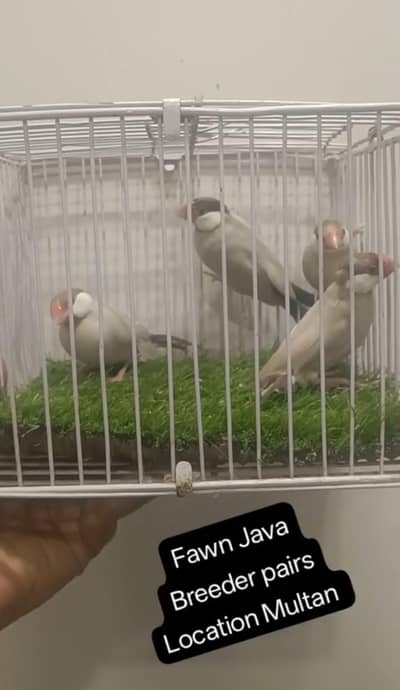 Fawn Java Breed pairs