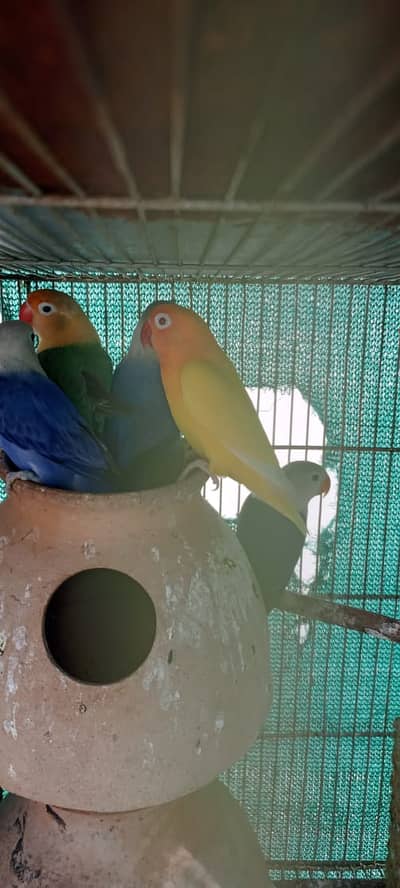love birds |Creamino|decino |albino |red eyes| parblue|parrot
