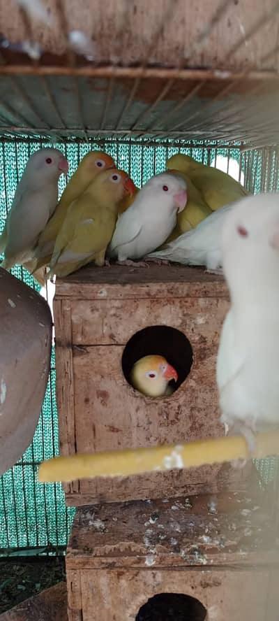 love birds |Creamino|decino |albino |red eyes| parblue|parrot