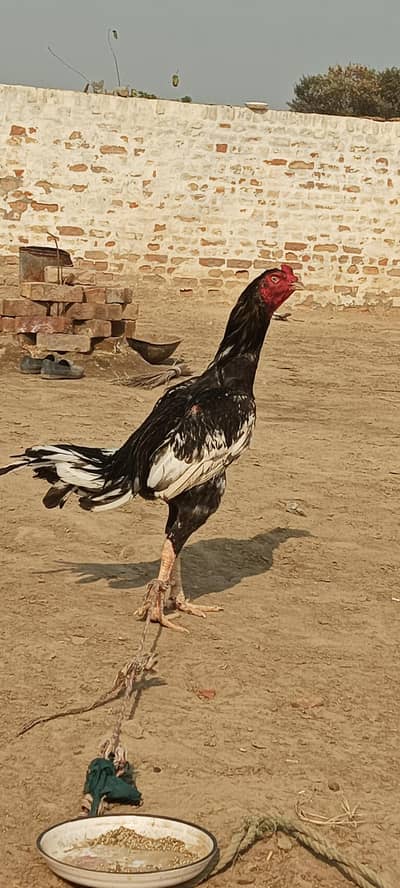 black aseel saretha Kamal cheese