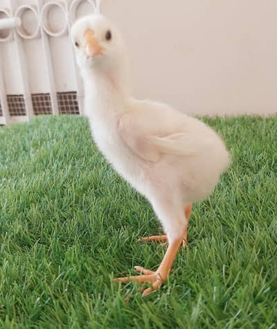 High-quality Heera Qandhari chicks for sale
