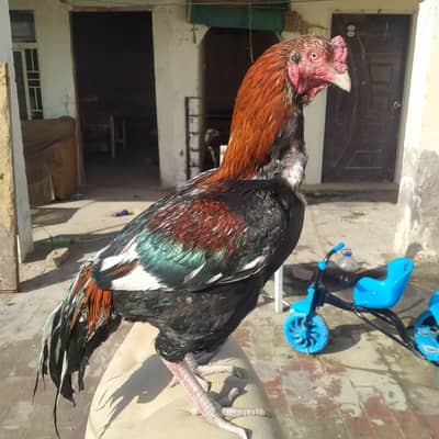ASEEL MIANWALI MALE FOR SALE