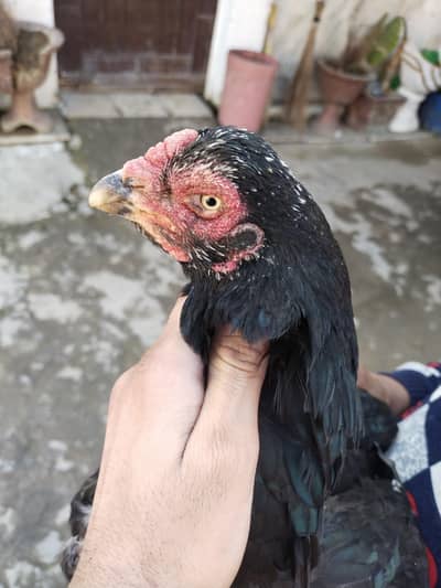 Aseel crook Madi high quality aseel Madi white eye black nok nali