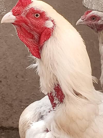 Heera/ Paper White/ Aseel/ Chicks/ Hera