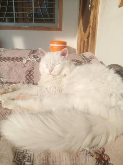 Persian kittens|triple Coated|Doll  Face kittens |with accessories