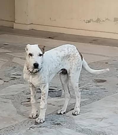 Ancient Old Bloodline | Bully Dog Puppy | 4 Months