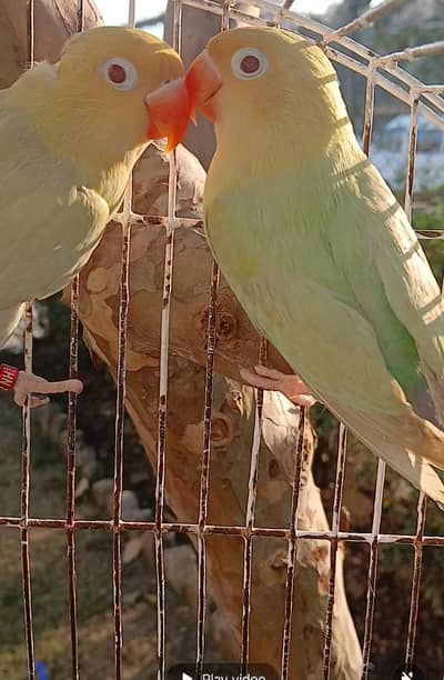 some love birds for sale location Islamabad