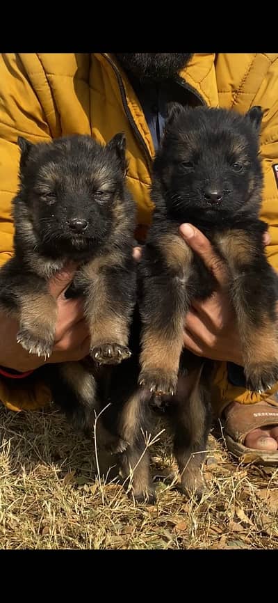 German Shepherd long coat pair 2 month for sale