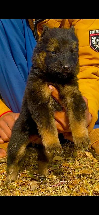 German Shepherd long coat male 2 month for sale