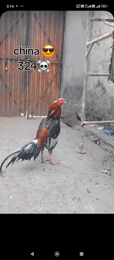 Aik achi offer ka morgha