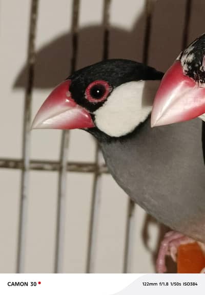 silver jawa breedr pairs