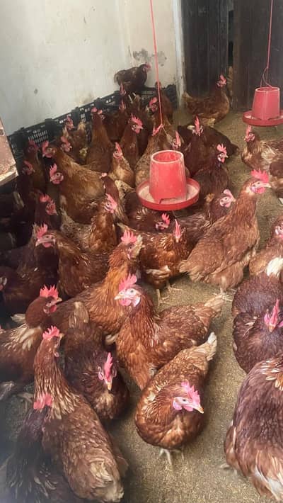 lohman | lohman brwon | eggs laying hens | fancy hens | murghi | eggs