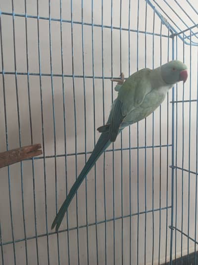 Blue Ring Neck Adult Ready for breeding