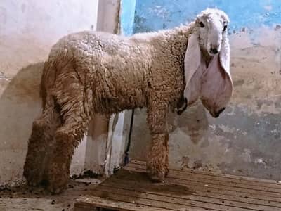 Pure Kajla Chatra for sale.  |Goat| Sheep| Bakra|