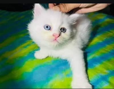 Persian female kitten for sale. my WhatsApp number 0320*24-100*47