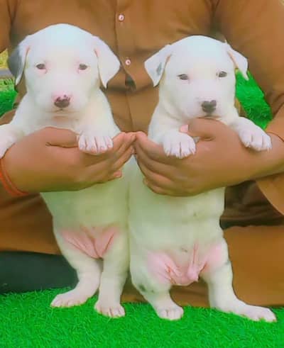 bully dog pairfor sael cargo system all Pakistan