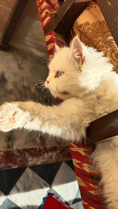 Persian cat for sale