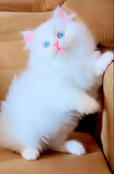 Persian female kitten for sale. my WhatsApp number 0320*24-100*47