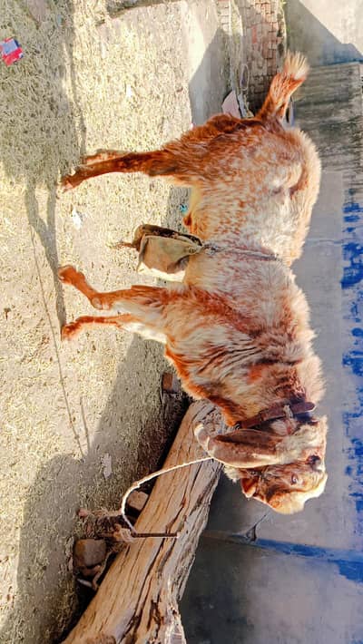 Bakra for sale