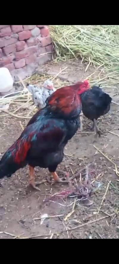 pure aseel patha pathian available ha jis ko jo pasand ha oska pic snd